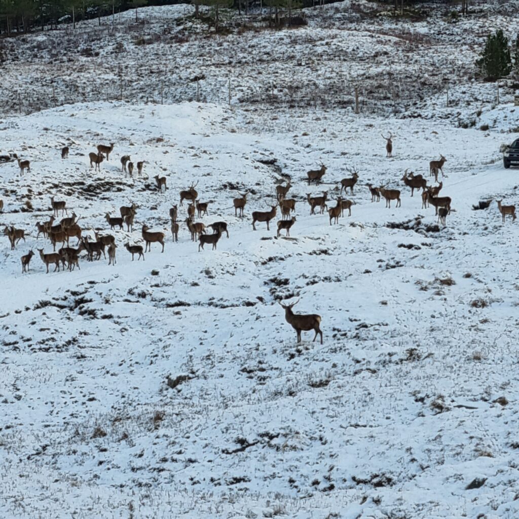 Deer on a snow covered hill